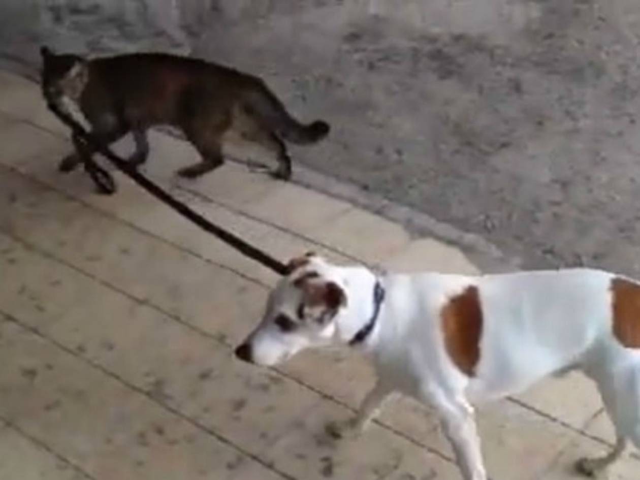 Βίντεο: Γάτα βγάζει βόλτα σκύλο!