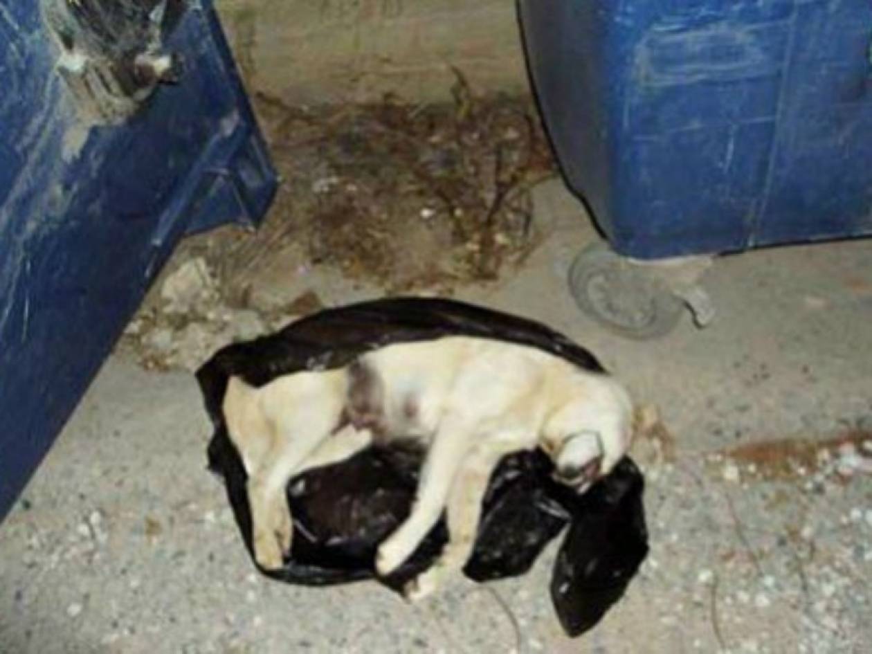 ΣΟΚ: Κακοποίησαν και πέταξαν στα σκουπίδια σκυλίτσα με τα μικρά της