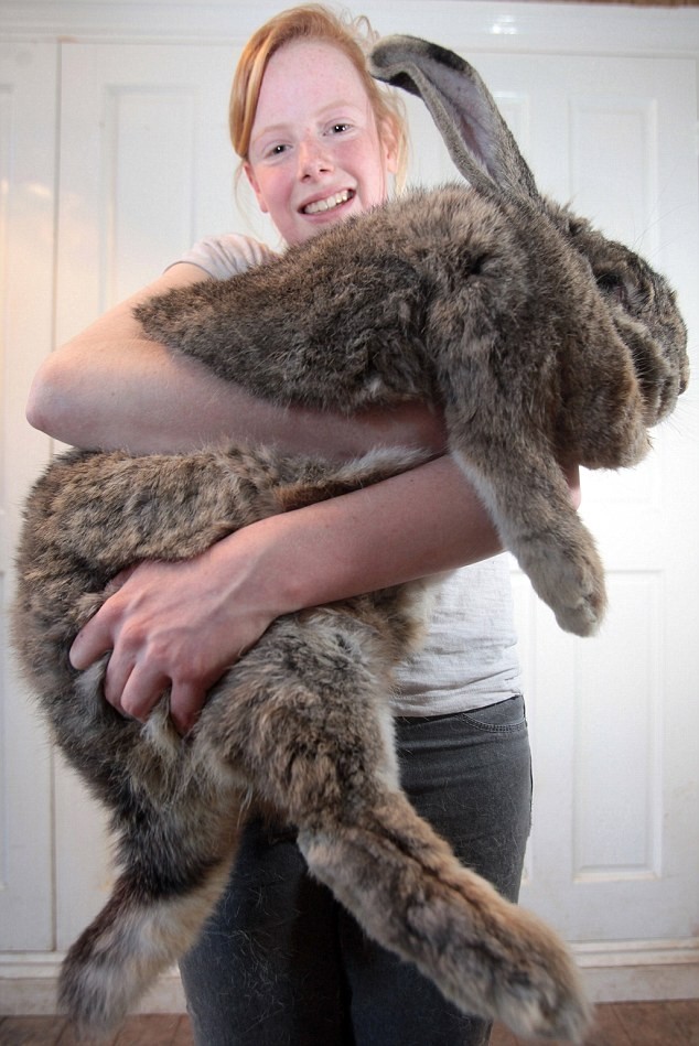 Δείτε το μεγαλύτερο κουνέλι στον κόσμο!(pics)