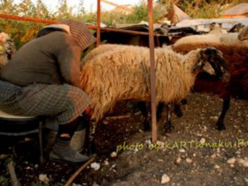Ηλεία: Τον συνέλαβαν την ώρα που άρμεγε τα πρόβατα
