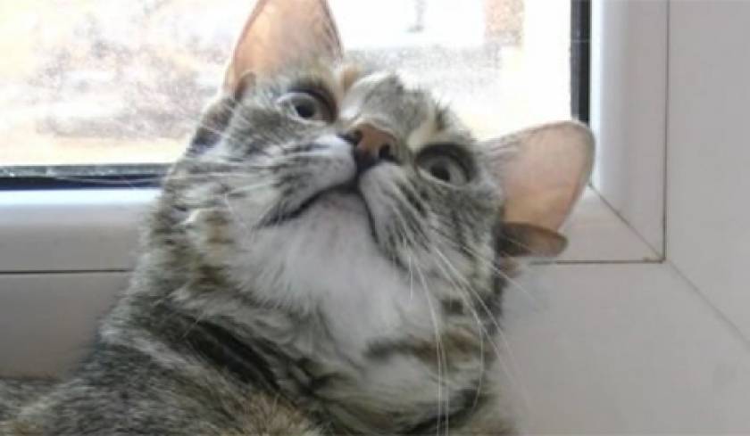 Απίστευτο! Η Ρωσία κάνει σχέδια αναπαραγωγής γάτων με 5 αυτιά