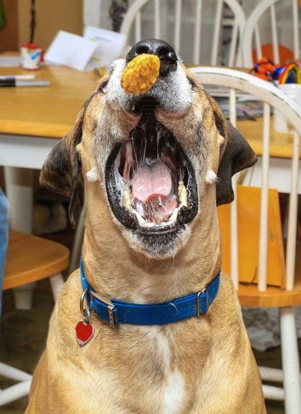 Η απίστευτη φάτσα σκύλου την ώρα που τρώει κοτομπουκιές! (pics)