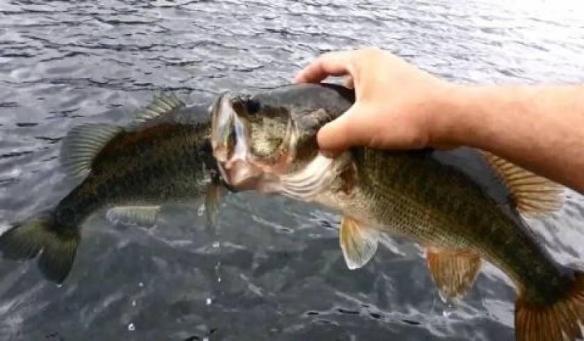 Βίντεο: Δεν πίστευε στα μάτια του όταν έπιασε αυτό το ψάρι!