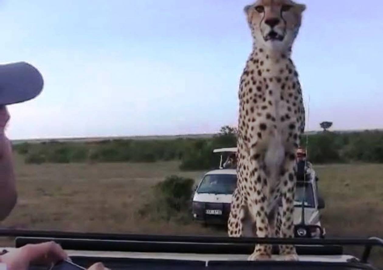 Απίστευτο βίντεο: Λεοπάρδαλη σκαρφαλώνει στην οροφή οχήματος...