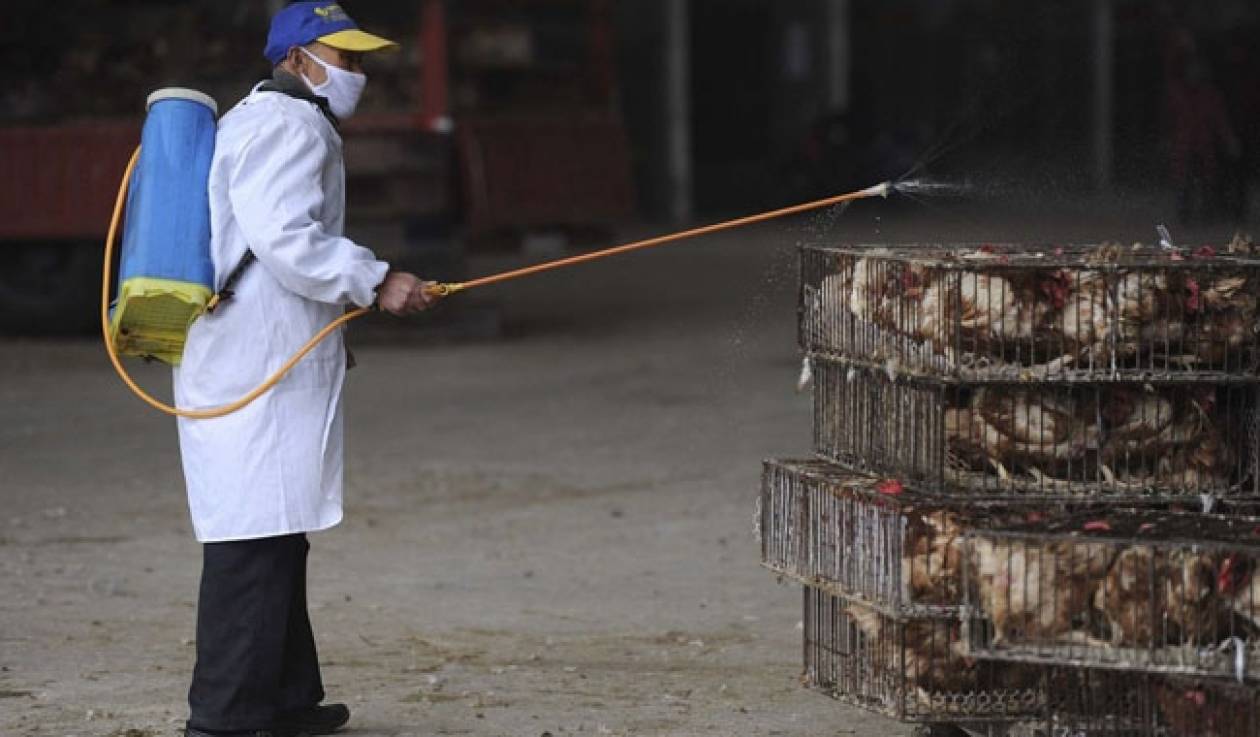 Κίνα: Αυστηρότερα μέτρα κατά της γρίπης των πτηνών