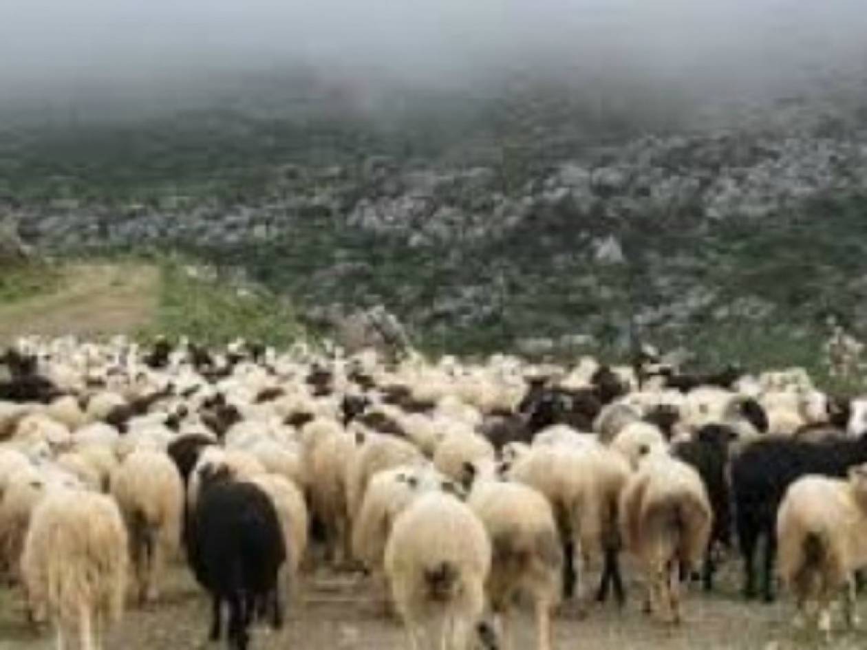Μαγνησία: 65 αιγοπρόβατα... έκαναν φτερά!