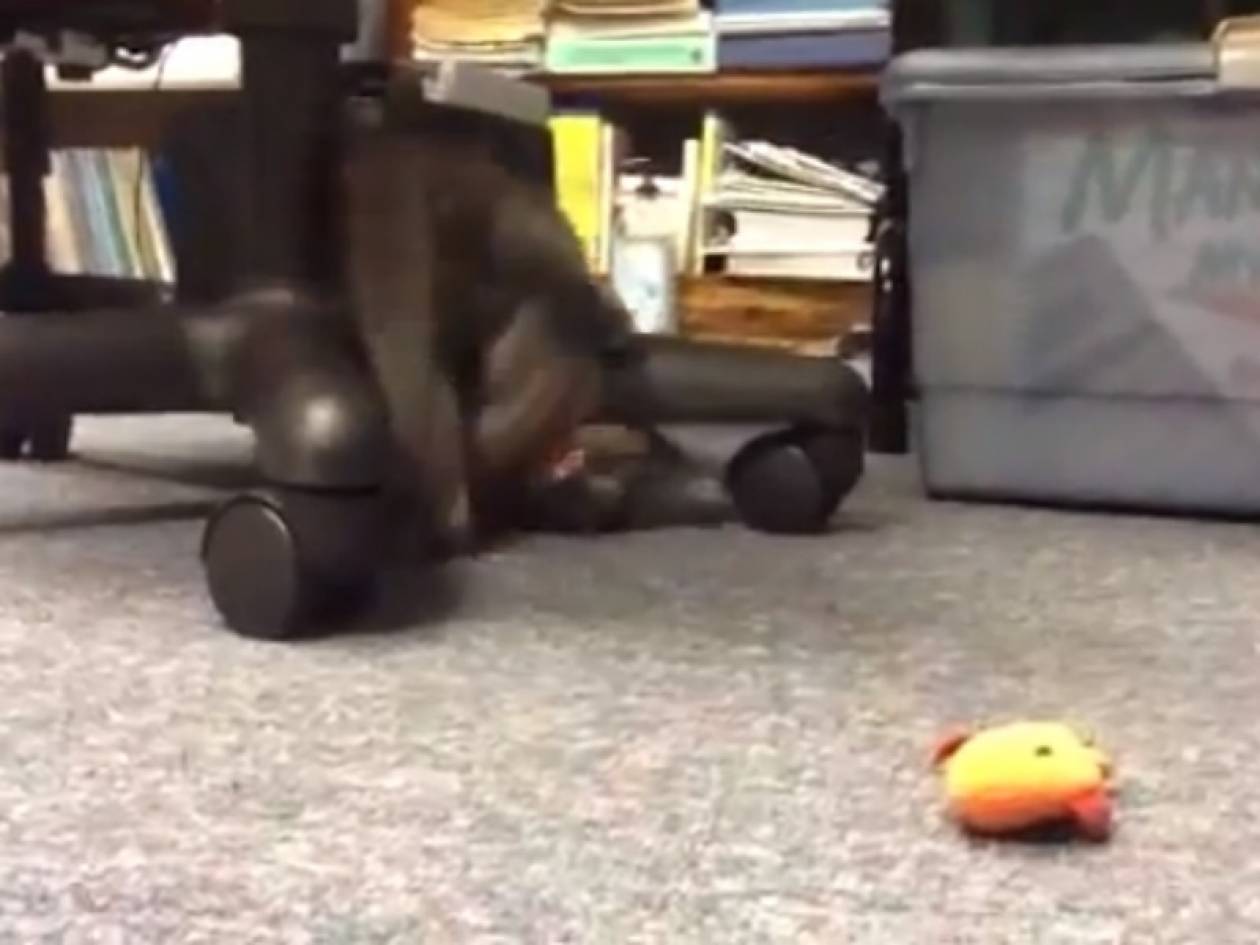 Βίντεο: Δείτε τη γάτα... βρυκόλακα!