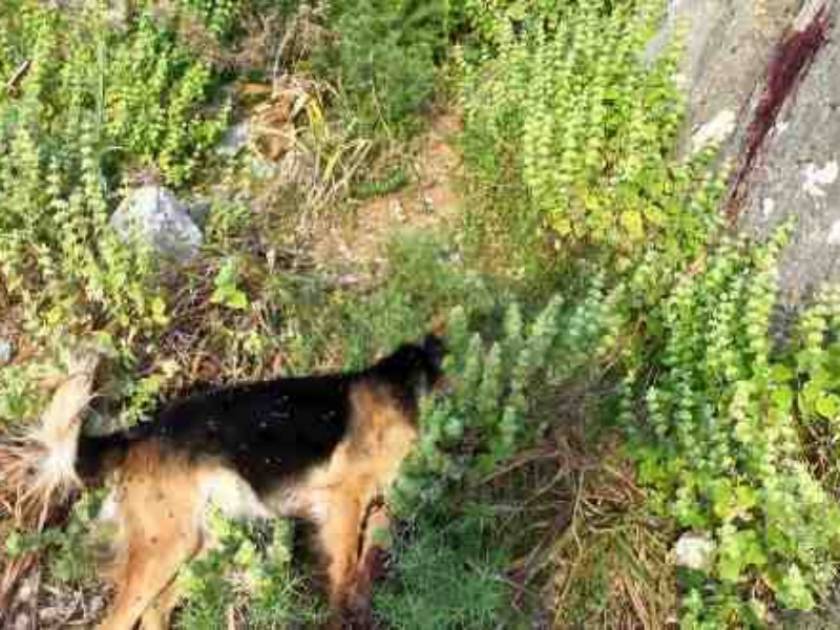 Φρίκη στην Κρήτη: Πυροβόλησαν κι άλλο σκύλο