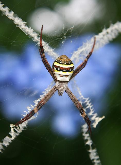 Εντυπωσιακοί ιστοί από αράχνες! (pics)