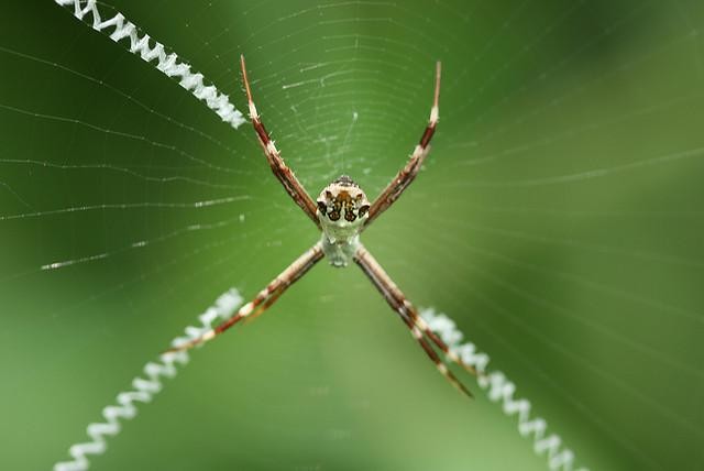 Εντυπωσιακοί ιστοί από αράχνες! (pics)