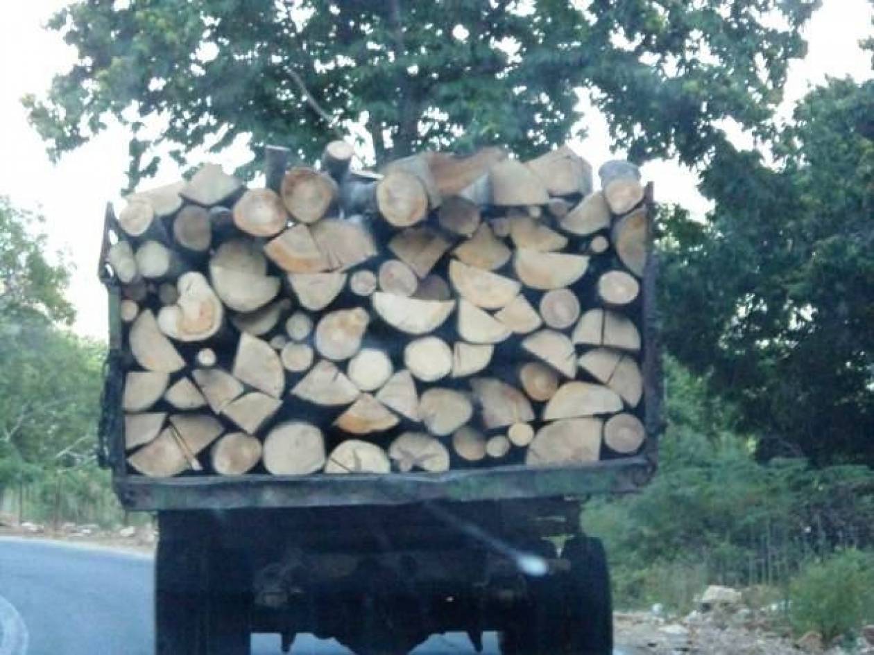Κέρκυρα: Σύλληψη για παράνομη υλοτομία και μεταφορά ξυλείας