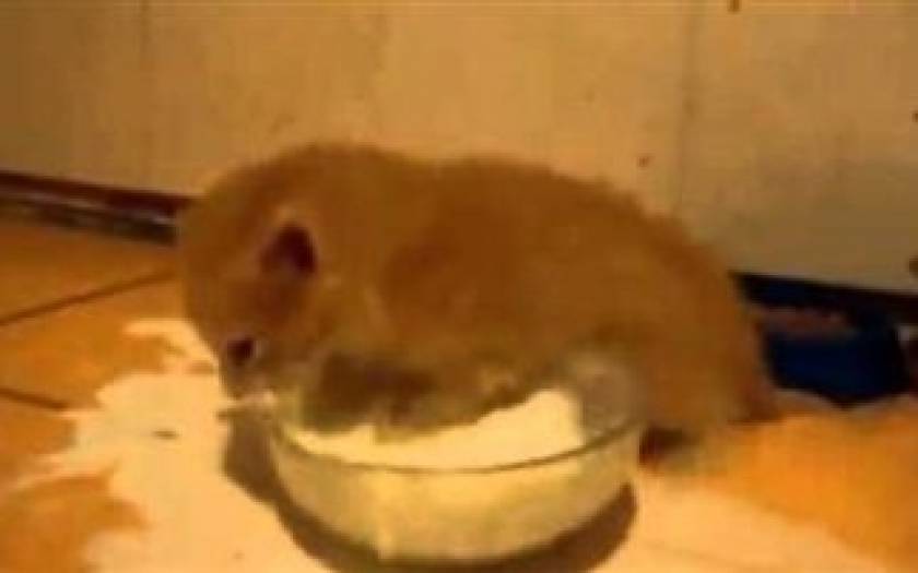 Ξεκαρδιστικό βίντεο: Δείτε πως κάνει αυτό το γατάκι για το γάλα του