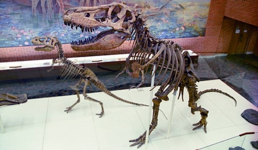 Eπιστήμονες ανακάλυψαν στην Κίνα έμβρυα δεινοσαύρων