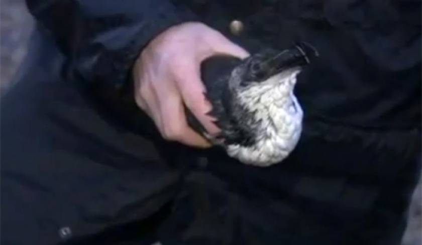 Εκατοντάδες νεκρά πτηνά εντοπίζονται στην Αγγλία