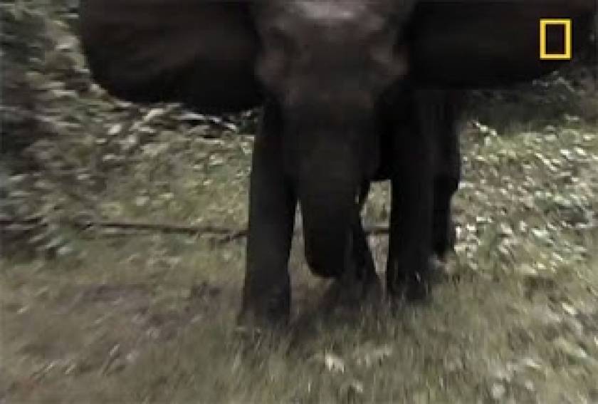 Τι να κάνετε αν σας επιτεθεί ένας ελέφαντας