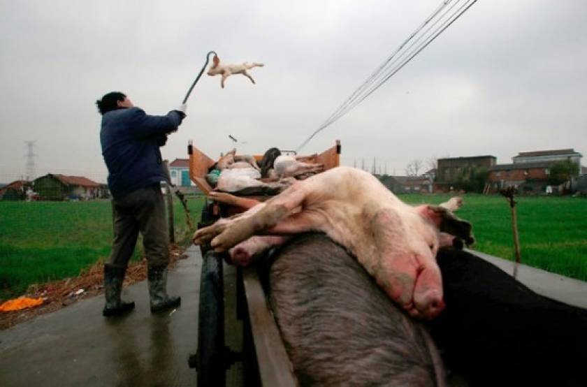 Εκατοντάδες νεκροί σκύλοι και γουρούνια από άγνωστη αιτία
