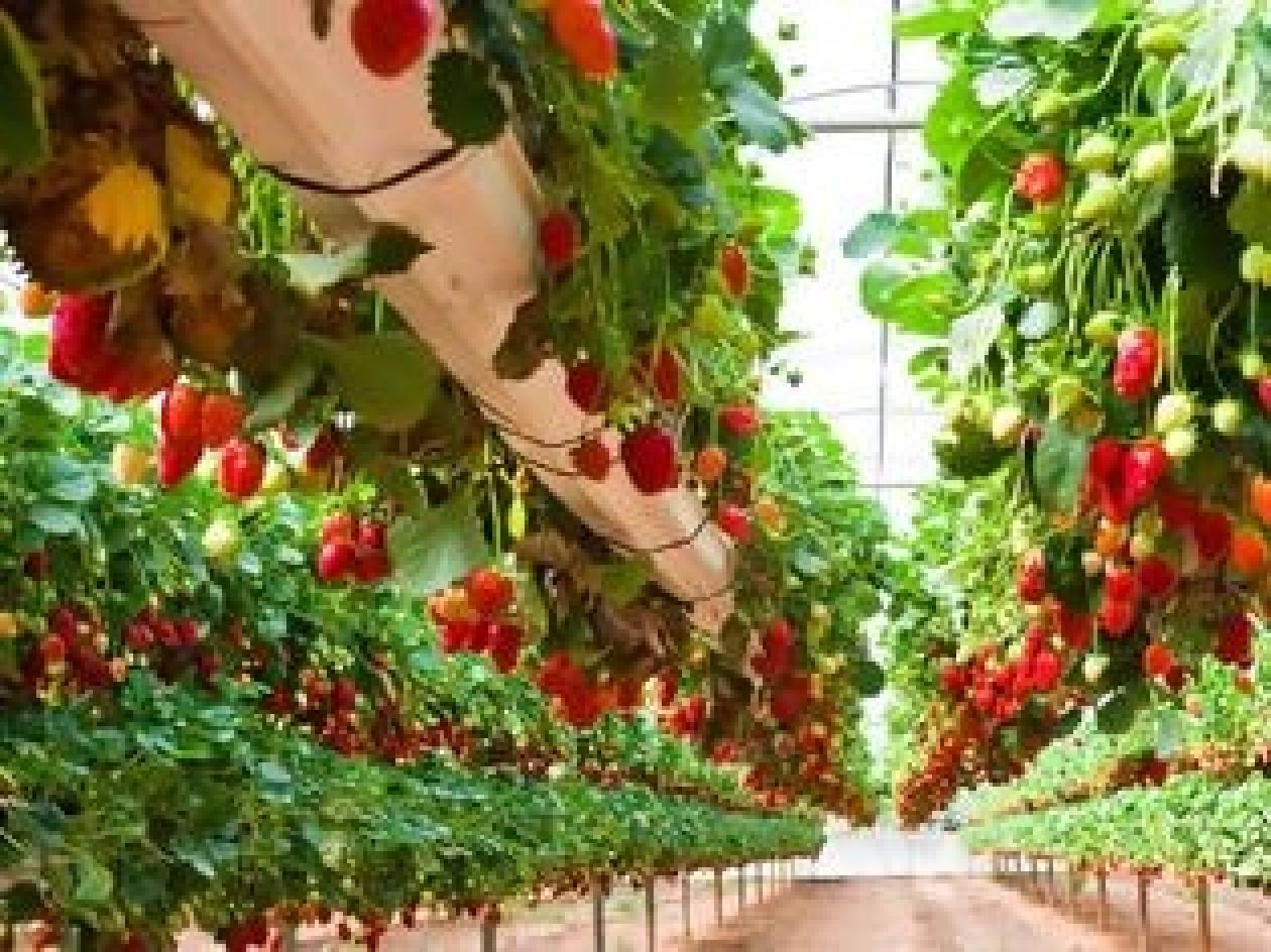 ΚΚΕ: «Υπαίτια η κυβέρνηση για τις φράουλες της ντροπής»