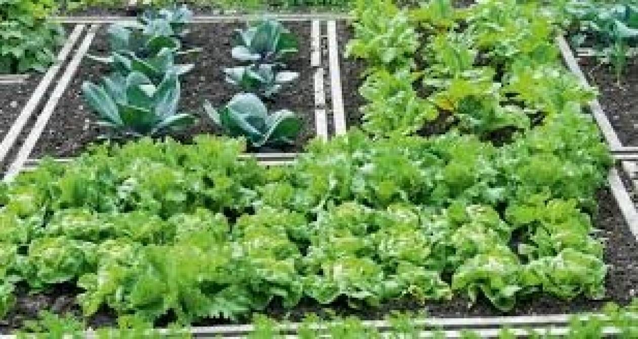 Δημοτικό λαχανόκηπο θα λειτουργήσει ο δήμος Τρίπολης