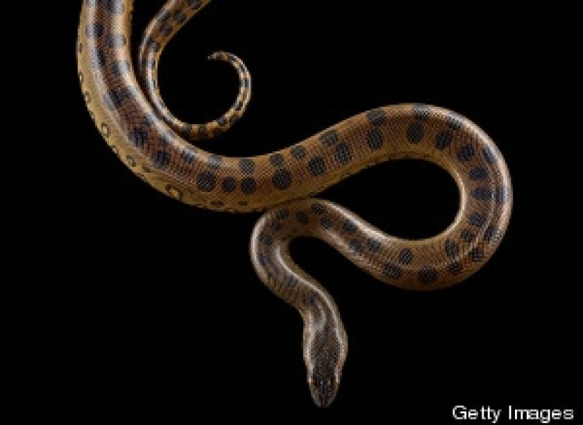 Έπαθαν ΣΟΚ όταν βρήκαν 8.000 φίδια σε υπόγειο σπιτιού!