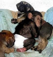 Συγκλονιστικό: Σκυλίτσα υιοθέτησε ορφανό χιμπατζή!