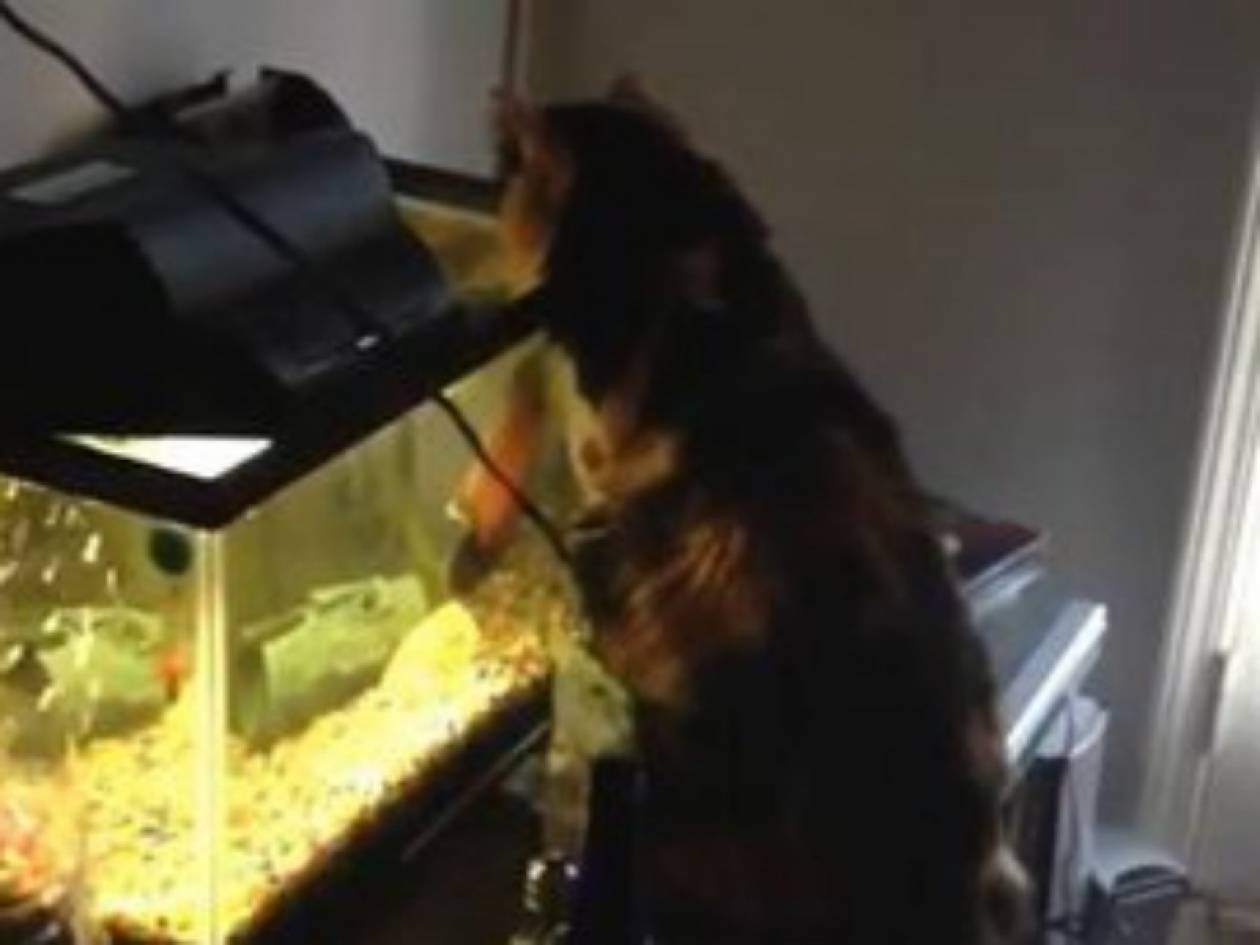 Βίντεο: Ψάρι επιτίθεται σε γάτα!