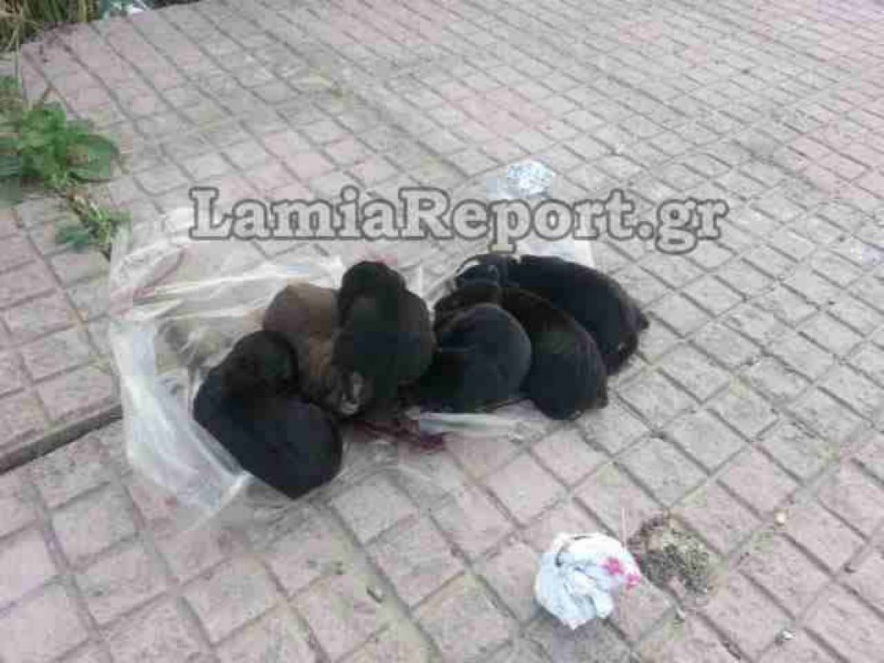 Φρίκη στη Λαμία: Πέταξαν 6 κουταβάκια στα σκουπίδια (vid)