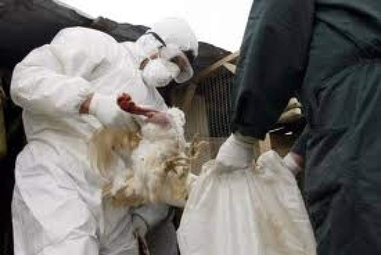 Κίνα: Στους 24 οι νεκροί από την νέα γρίπη των πτηνών