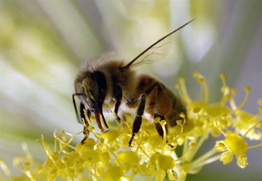 Απίστευτο: Μέλισσες σε ρόλο...ναρκαλιευτών!