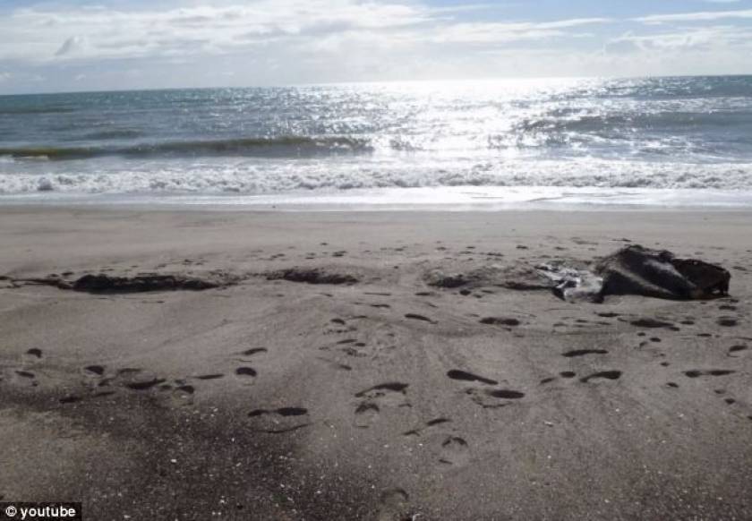 Μυστήριο με το τερατώδες πλάσμα που βρέθηκε σε παραλία (pics)