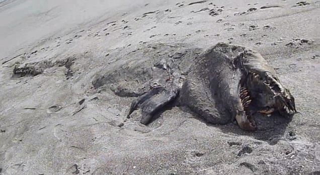 Μυστήριο με το τερατώδες πλάσμα που βρέθηκε σε παραλία (pics)