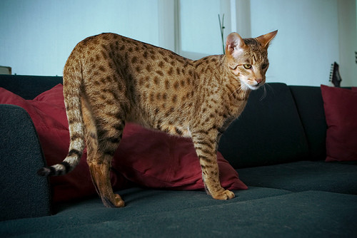 ΑΠΙΣΤΕΥΤΟ:Δείτε το σπανιότερο είδος γάτας αξίας 22.000 ευρώ