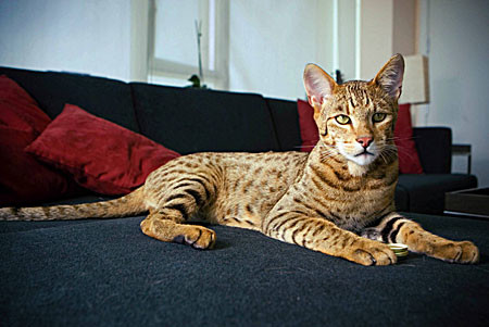 ΑΠΙΣΤΕΥΤΟ:Δείτε το σπανιότερο είδος γάτας αξίας 22.000 ευρώ