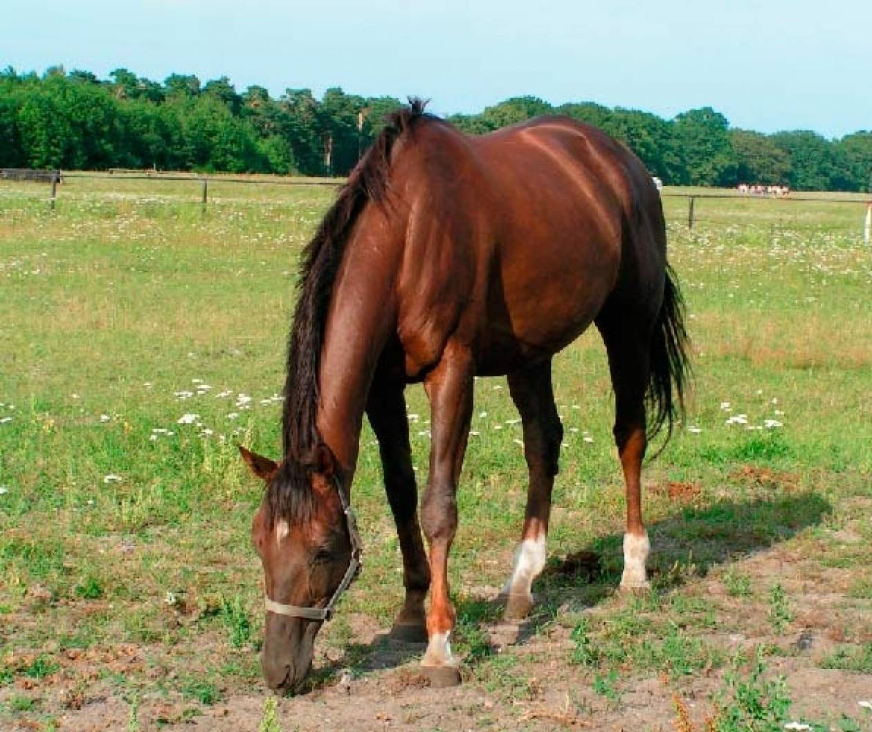Λάρισα: Έπαιρναν επιδοτήσεις για ανύπαρκτα άλογα