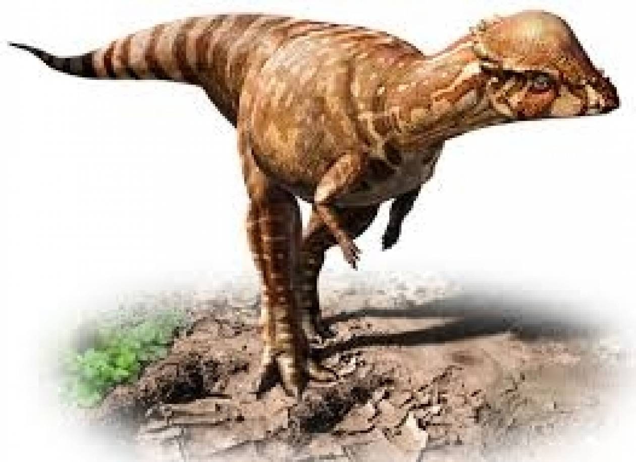 Ανακαλύφθηκε δεινόσαυρος με «θόλο» στο κεφάλι