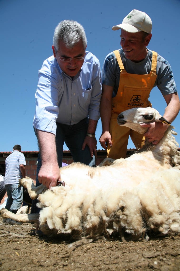 Υπουργός κουρεύει πρόβατα!