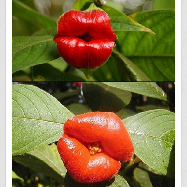 Δείτε το σπάνιο φυτό με τα... σαρκώδη χείλη! (pics)