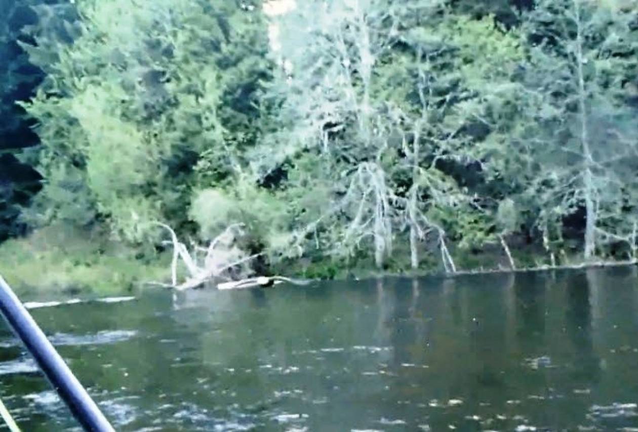 Βίντεο: Αετός αρπάζει το ψάρι από το καλάμι ερασιτέχνη ψαρά!