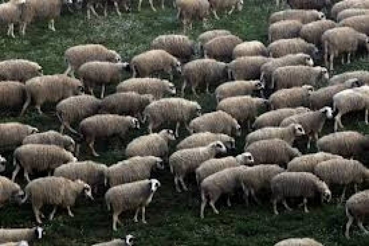 Παραλίμνι: Εκλεψαν πρόβατα αξίας 4.000 ευρώ