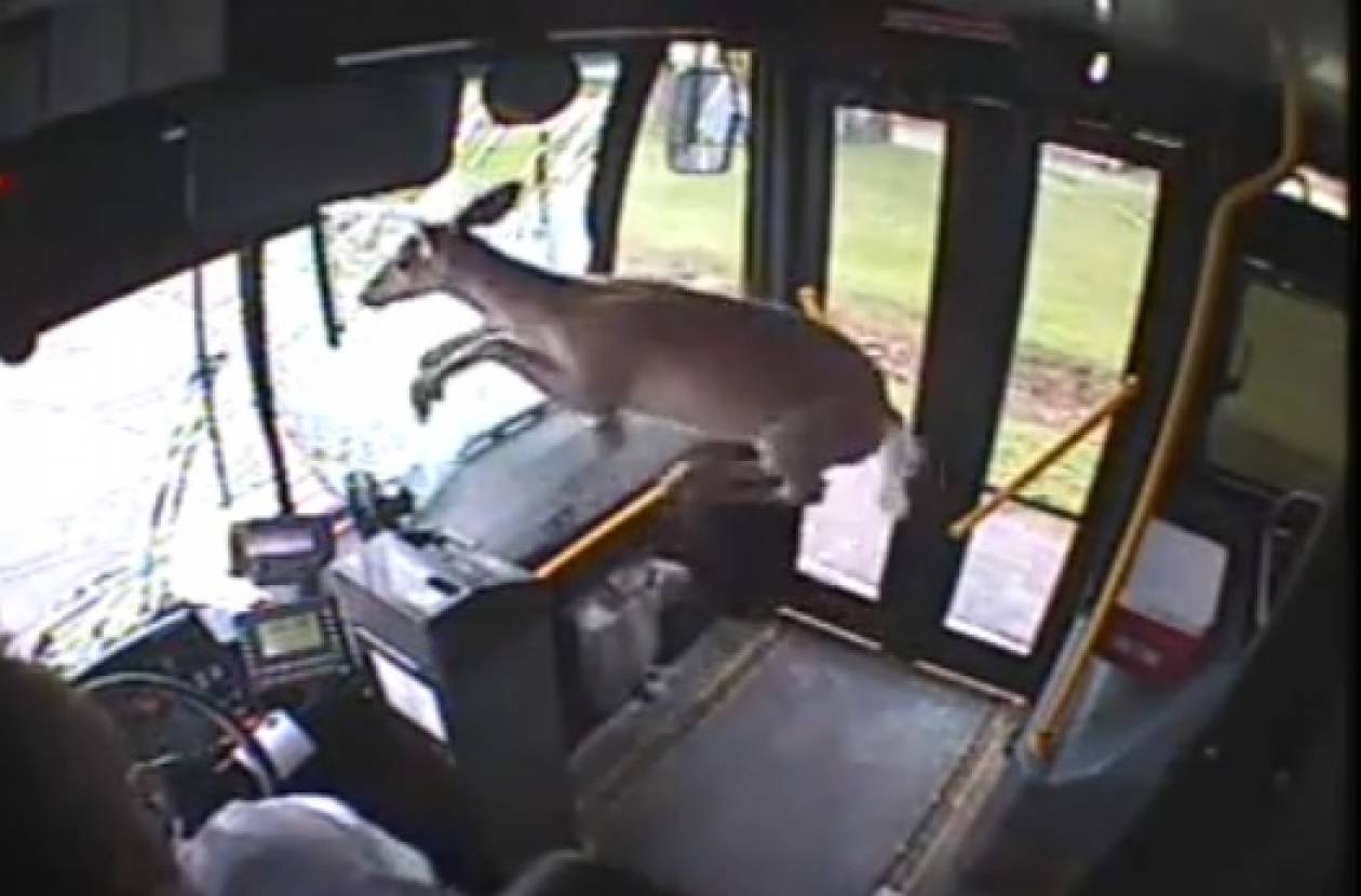 Απίστευτο βίντεο: Ελάφι εισβάλει σε λεωφορείο στην Πενσιλβάνια!
