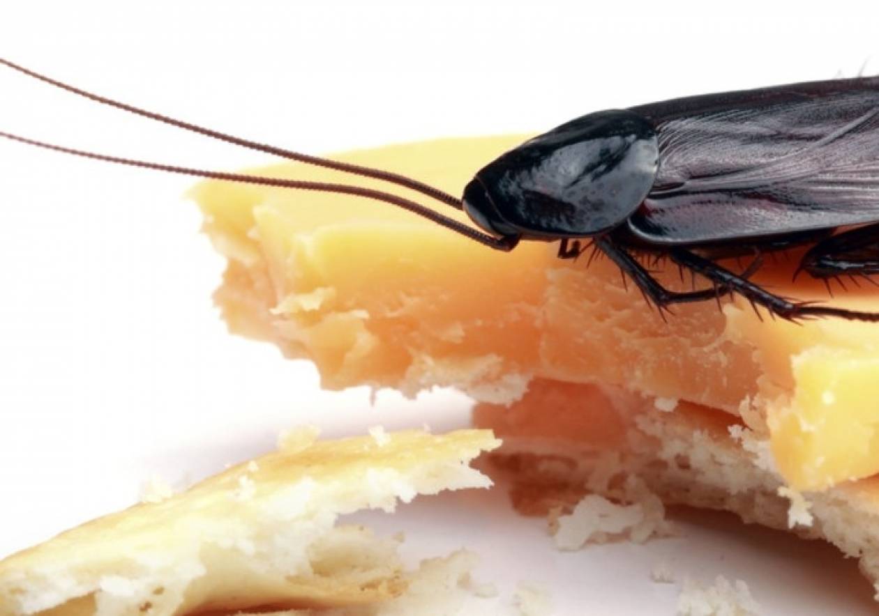 Σοκ: Πώς οι κατσαρίδες αντιστέκονται στα δολώματα