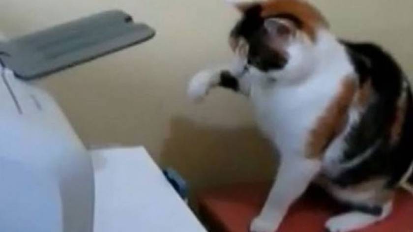 Ξεκαρδιστικό βίντεο: Γάτες εναντίον εκτυπωτών