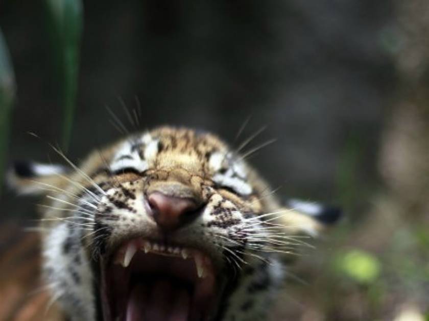 Νεκρή υπάλληλος ζωολογικού κήπου - Της επιτέθηκε τίγρης
