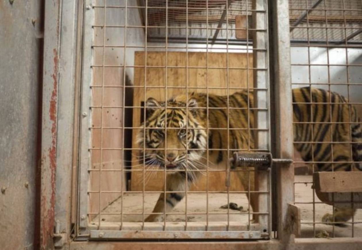 Μυστήριο με τη φονική επίθεση τίγρεων σε υπάλληλο ζωολογικού κήπου