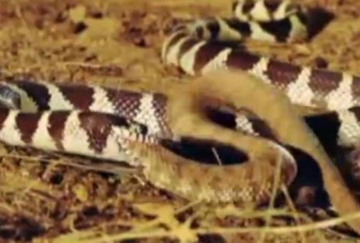 Βίντεο: Φίδι «κανίβαλος» καταπίνει κροταλία