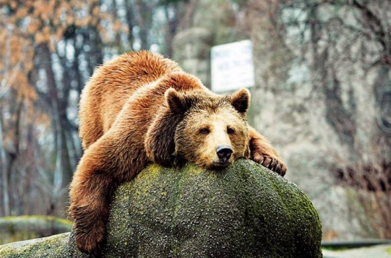 Σκότωναν αρκούδες για να θεραπεύσουν τον καρκίνο