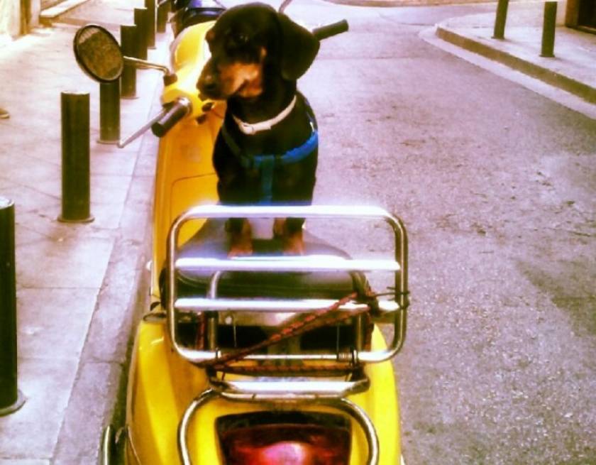Σκύλος σε ρόλο... easy rider!