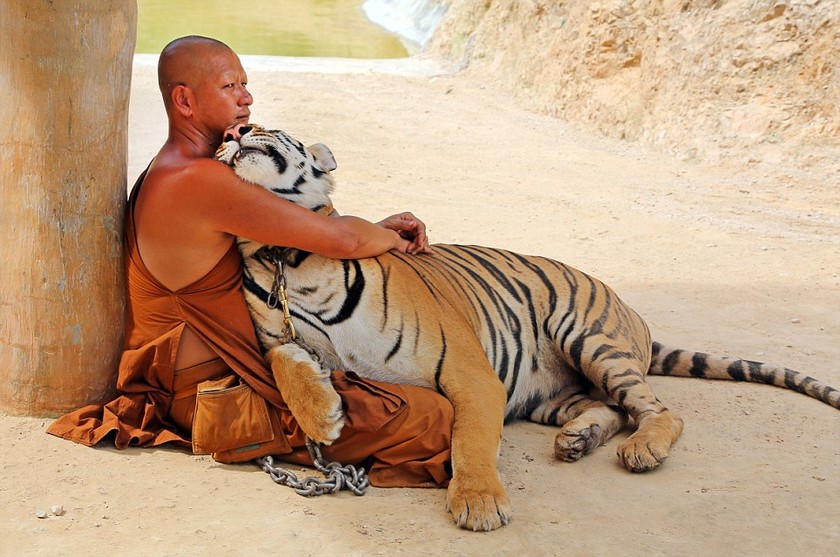 Δείτε τι ζώα έχουν σαν κατοικίδια Βουδιστές μοναχοί (pics)