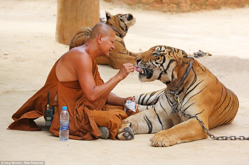 Δείτε τι ζώα έχουν σαν κατοικίδια Βουδιστές μοναχοί (pics)