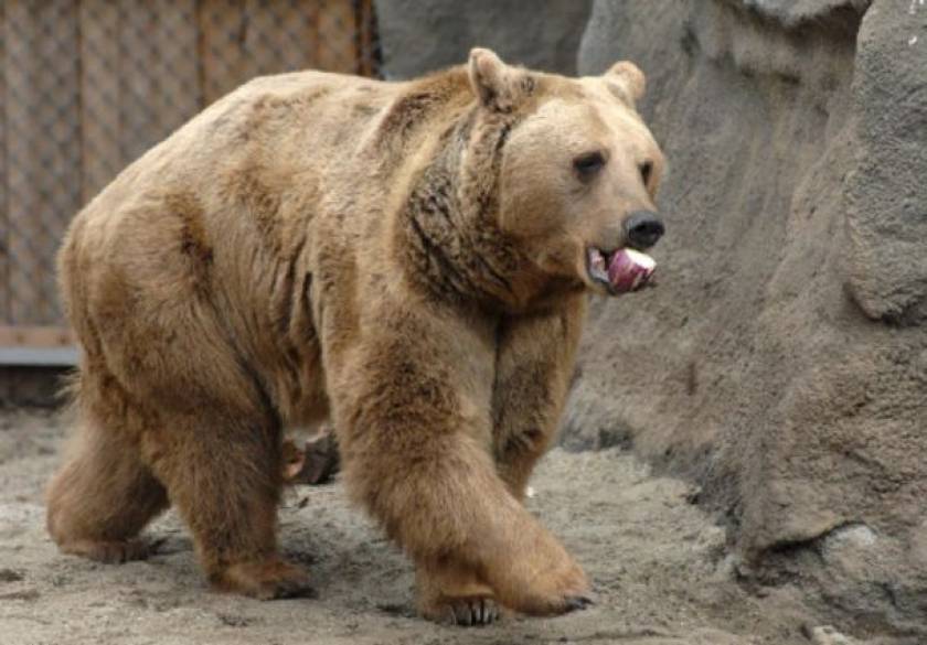 Πέθανε ο Ανδρέας, ο γηραιότερος αρκούδος του κόσμου!
