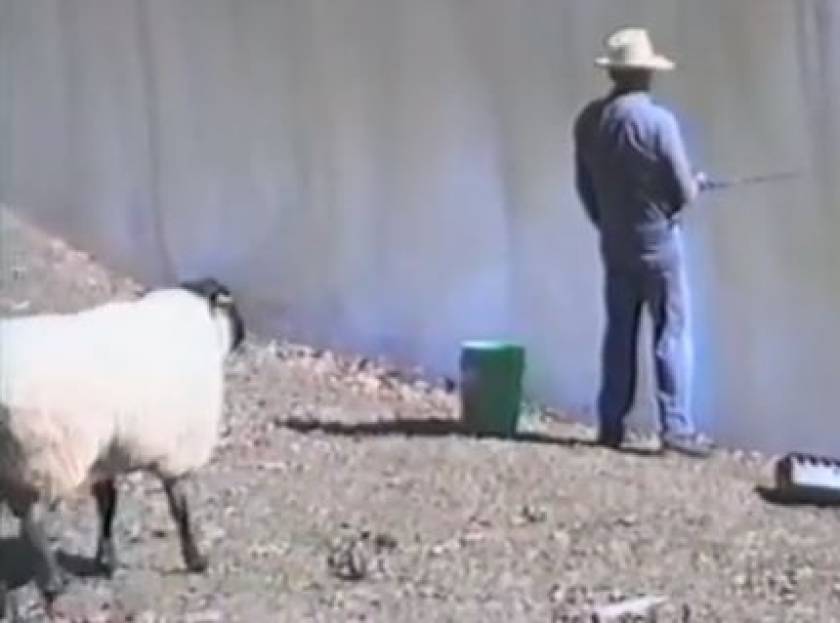 Βίντεο: Δείτε τι έπαθε ο ψαράς από το πρόβατο
